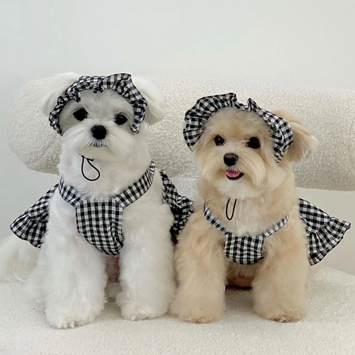 Fashion Dog Clothing Modern Style Black White