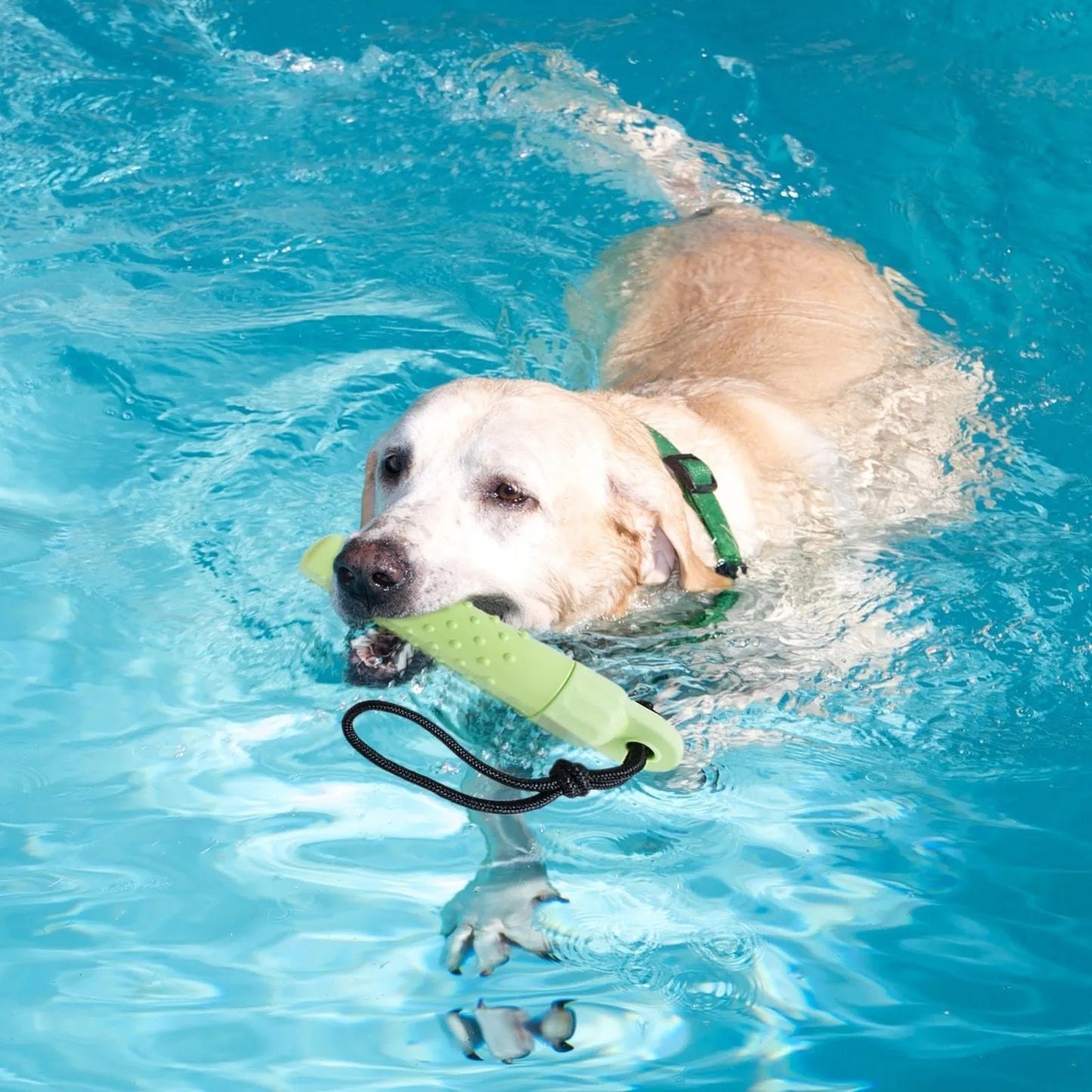 Dog Float Bumper Chew Toy