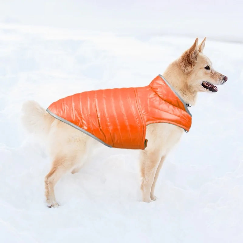 Dog Winter Clothes