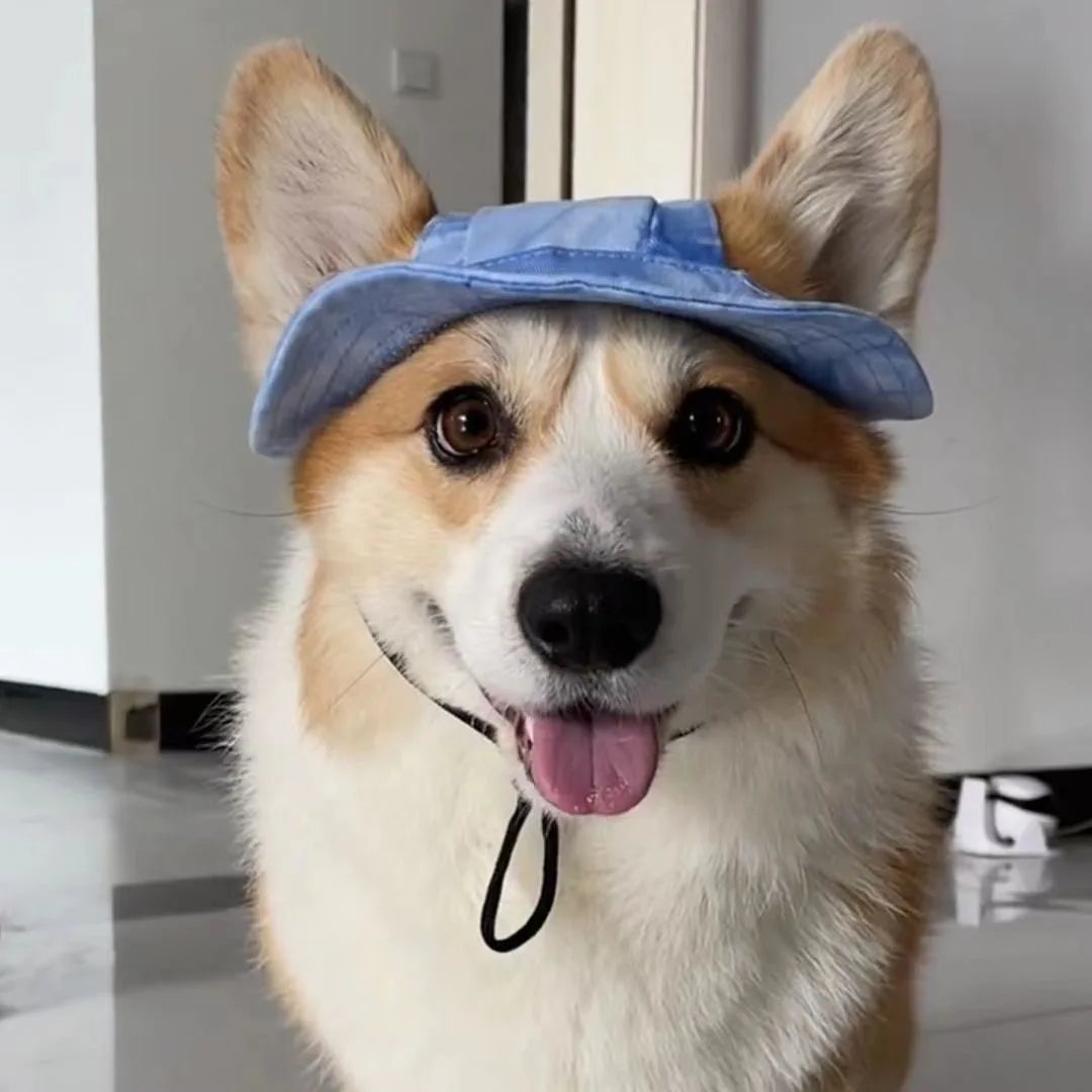 Hats for cats and dogs