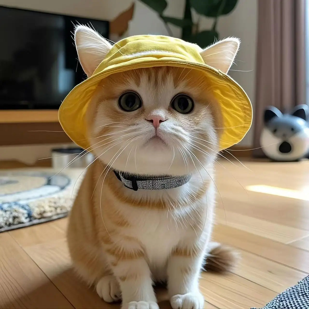 Hats for cats and dogs