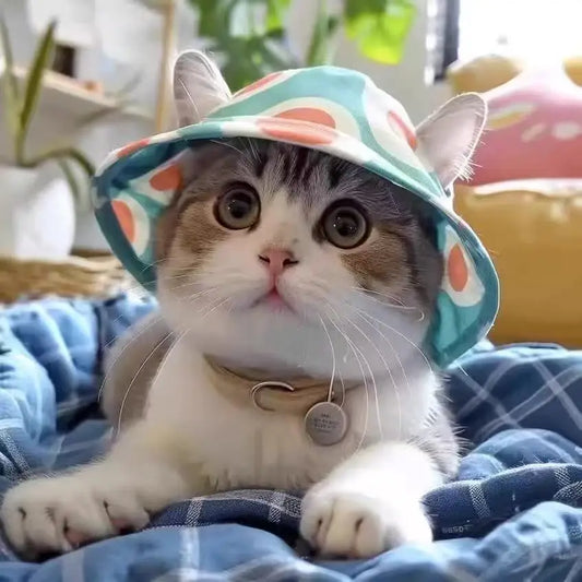 Hats for cats and dogs