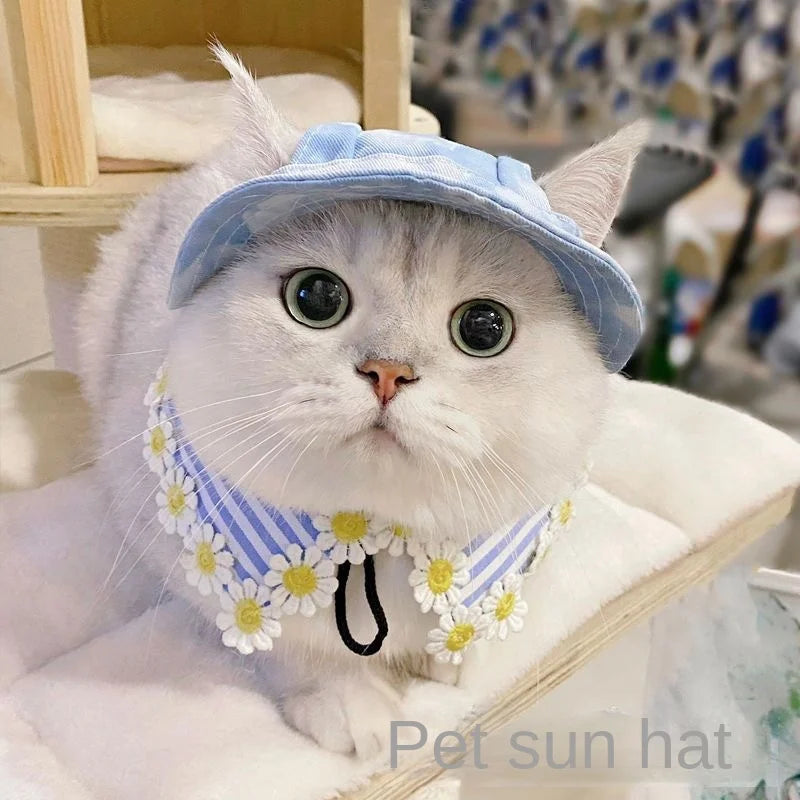 Hats for cats and dogs